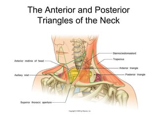 The Anterior and Posterior Triangles of the Neck 