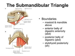 Neck triangles anatomy