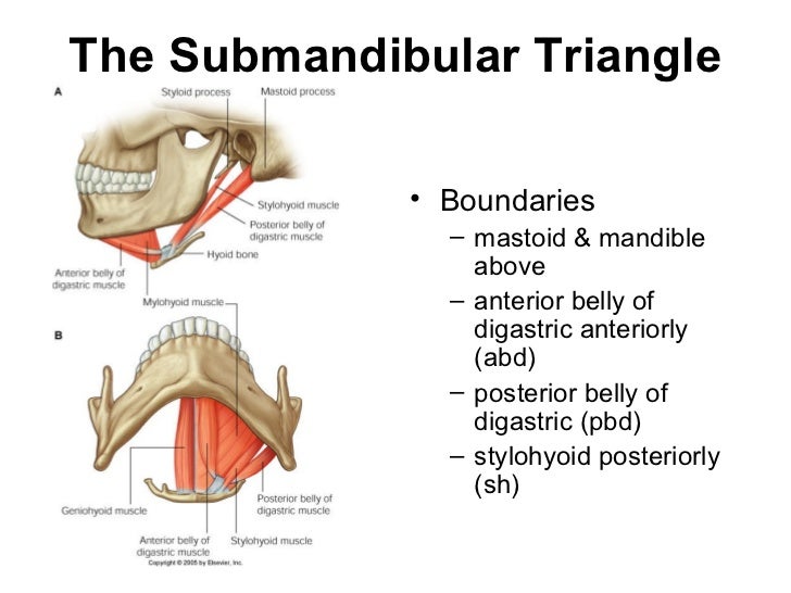 Neck triangles anatomy