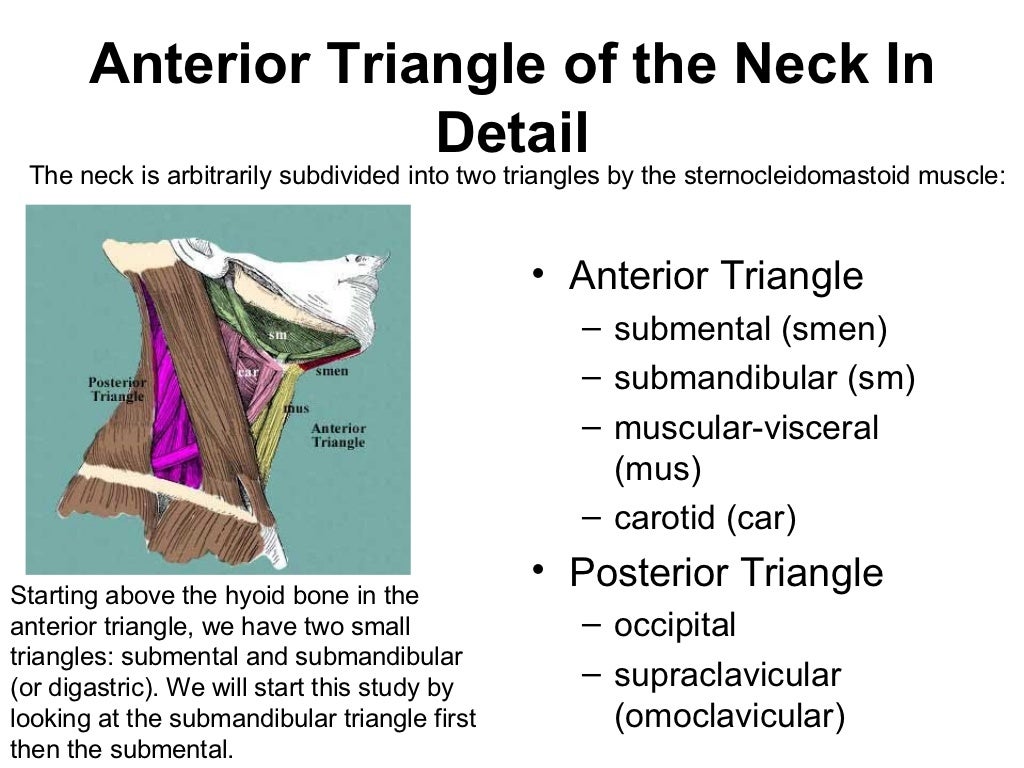 Neck triangles anatomy