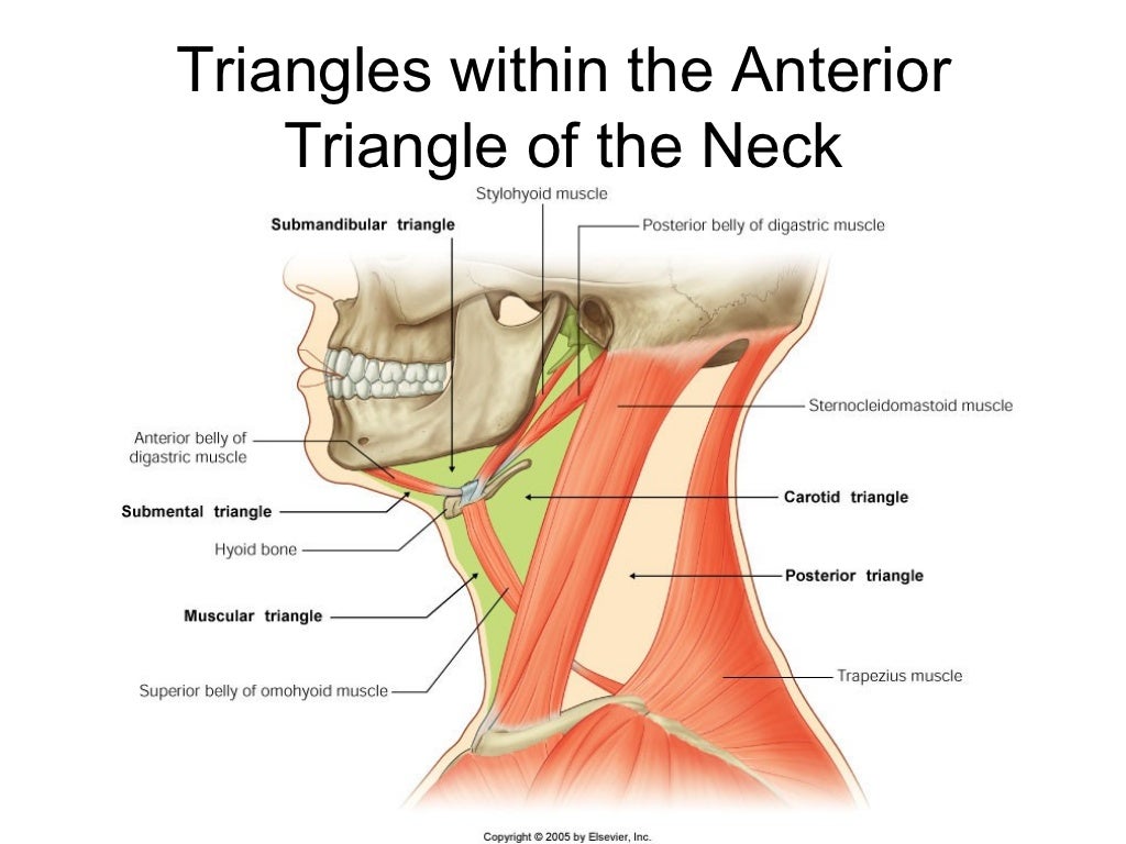 Neck triangles anatomy