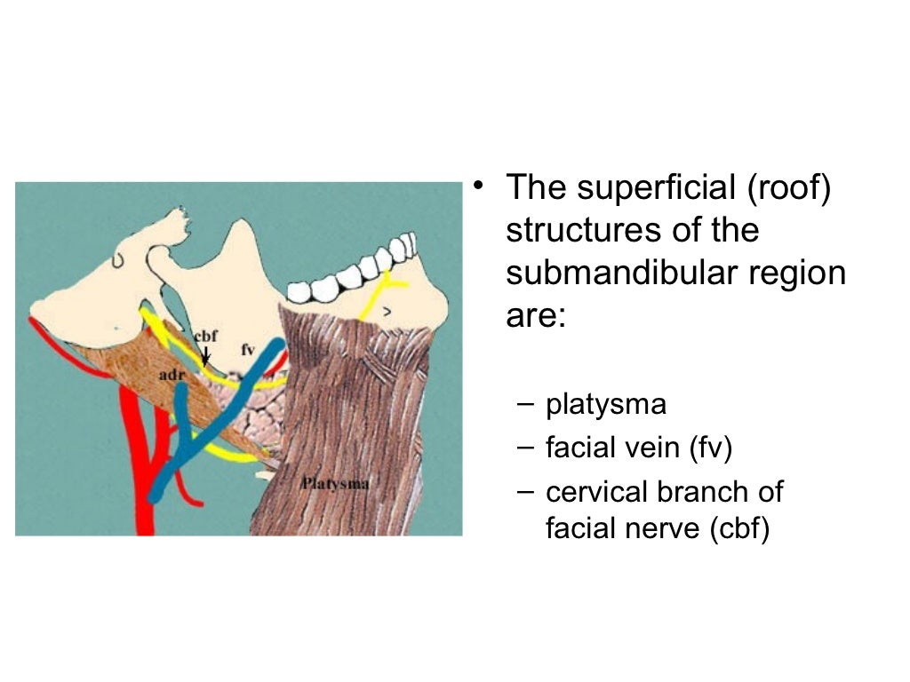 Neck triangles anatomy