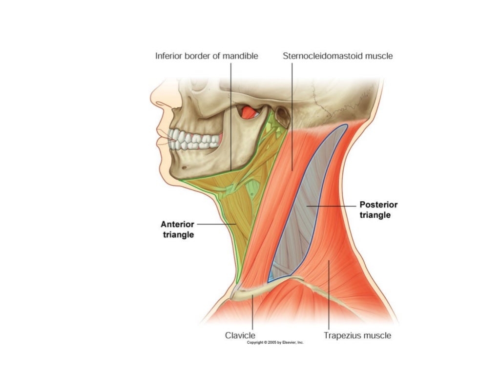 Neck triangles anatomy