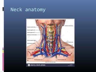VASCULAR INJURIES OF THE NECK PRE CONGRESS WORKSHOP ACS JOEL ...