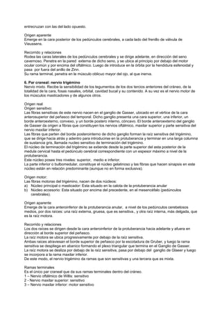 entrecruzan con las del lado opuesto.

Origen aparente
Emerge en la cara posterior de los pedúnculos cerebrales, a cada lado del frenillo de válvula de
Vieussens.

Recorrido y relaciones
Rodea las caras laterales de los pedúnculos cerebrales y se dirige adelante, en dirección del seno
cavernoso. Penetra en la pared externa de dicho seno, y se ubica al principio por debajo del motor
ocular común y por encima del oftálmico. Luego de introduce en la órbita por la hendidura esfenoidal y
pasa por fuera del anillo de Zinn.
Su rama terminal, penetra en le músculo oblicuo mayor del ojo, al que inerva.

6. Par craneal: nervio trigémino
Nervio mixto. Recibe la sensibilidad de los tegumentos de los dos tercios anteriores del cráneo, de la
totalidad de la cara, fosas nasales, orbital, cavidad bucal y su contenido. A su vez es el nervio motor de
los músculos masticadores y de algunos otros.

Origen real
Origen sensitivo:
Las fibras sensitivas de este nervio nacen en el ganglio de Gasser, ubicado en el vértice de la cara
anterosuperior del peñasco del temporal. Dicho ganglio presenta una cara superior, una inferior, un
borde anteroexterno, convexo, y un borde postero interno, cóncavo. El borde anteroexterno del ganglio
de Gasser da origen a fibras que constituyen los nervios oftálmico, maxilar superior y parte sensitiva del
nervio maxilar inferior.
Las fibras que parten del borde posterointerno de dicho ganglio forman la raíz sensitiva del trigémino,
que se dirige hacia atrás y adentro para introducirse en la protuberancia y terminar en una larga columna
de sustancia gris, llamada nucleo sensitivo de terminación del trigémino.
El núcleo de terminación del trigémino se extiende desde la parte superior del asta posterior de la
medula cervical hasta el pedúnculo cerebral correspondiente con un espesor máximo a nivel de la
protuberancia.
Este núcleo posee tres niveles: superior, medio e inferior.
La parte inferior o bulbomedular, constituye el núcleo gelatinoso y las fibras que hacen sinapsis en este
núcleo están en relación predominante (aunque no en forma exclusiva).

Origen motor:
Las fibras motoras del trigémino, nacen de dos núcleos:
a) Núcleo principal o masticador: Esta situado en la calota de la protuberancia anular
b) Núcleo accesorio: Esta situado por encima del precedente, en el mesencéfalo (pedúnculos
    cerebrales).

Origen aparente
Emerge de la cara anteroinferior de la protuberancia anular, a nivel de los pedúnculos cerebelosos
medios, por dos raíces: una raíz externa, gruesa, que es sensitiva., y otra raíz interna, más delgada, que
es la raíz motora.

Recorrido y relaciones
Los dos raíces se dirigen desde la cara anteroinferior de la protuberancia hacia adelante y afuera en
dirección al borde superior del peñasco.
La raíz motora se ubica progresivamente por debajo de la raíz sensitiva.
Ambas raices atraviesan el borde superior de peñasco por la escotadura de Gruber, y luego la rama
sensitiva se despliega en abanico formando el plexo triangular que termina en el Ganglio de Gasser.
La raíz motora se desliza por debajo de la raíz sensitiva, pasa por debajo del ganglio de Glaeer y luego
se incorpora a la rama maxilar inferior.
De este modo, el nervio trigémino da ramas que son sensitivas y una tercera que es mixta.

Ramas terminales
Es el único par craneal que da sus ramas terminales dentro del cráneo.
1 – Nervio oftálmico de Willis: sensitivo
2 - Nervio maxilar superior: sensitivo
3 – Nervio maxilar inferior: motor sensitivo
 