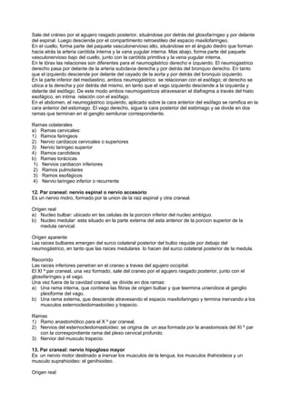 Sale del cráneo por el agujero rasgado posterior, situándose por detrás del glosofaríngeo y por delante
del espinal. Luego desciende por el compartimento retroestileo del espacio maxilofaringeo.
En el cuello, forma parte del paquete vasculonervioso alto, situándose en el ángulo diedro que forman
hacia atrás la arteria carótida interna y la vana yugular interna. Mas abajo, forma parte del paquete
vasculonervioso bajo del cuello, junto con la carótida primitiva y la vena yugular interna.
En le tórax las relaciones son diferentes para el neumogástrico derecho e izquierdo. El neumogastrico
derecho pasa por delante de la arteria subclavia derecha y por detrás del bronquio derecho. En tanto
que el izquierdo desciende por delante del cayado de la aorta y por detrás del bronquio izquierdo.
En la parte inferior del mediastino, ambos neumogástrico se relacionan con el esófago; el derecho se
ubica a la derecha y por detrás del mismo, en tanto que el vago izquierdo desciende a la izquierda y
delante del esófago. De este modo ambos neumogastricos atravesaran el diafragma a través del hiato
esofágico, en intima relación con el esófago.
En el abdomen, el neumogástrico izquierdo, aplicado sobre la cara anterior del esófago se ramifica en la
cara anterior del estomago. El vago derecho, sigue la cara posterior del estómago y se divide en dos
ramas que terminan en el ganglio semilunar correspondiente.

Ramas colaterales
a) Ramas cervicales:
1) Ramos faringeos
2) Nervio cardiacos cervicales o superiores
3) Nervio laringeo superior
4) Ramos carotideos
b) Ramas torácicas
 1) Nervios cardiacon inferiores
 2) Ramos pulmolares
 3) Ramos esofágicos
 4) Nervio laringeo inferior o recurrente

12. Par craneal: nervio espinal o nervio accesorio
Es un nervio motro, formado por la union de la raiz espinal y otra craneal.

Origen real
a) Nucleo bulbar: ubicado en las celulas de la porcion inferior del nucleo ambiguo.
b) Nucleo medular: esta situado en la parte externa del asta anterior de la porcion superior de la
    medula cervical.

Origen aparente
Las raices bulbares emergen del surco colateral posterior del bulbo raquide por debajo del
neumogástrico, en tanto que las raices medulares lo hacen del surco colateral posterior de la medula.

Recorrido
Las raices inferiores penetran en el craneo a traves del agujero occipital.
El XI º par craneal, una vez formado, sale del craneo por el agujero rasgado posterior, junto con el
glosofaríngeo y el vago.
Una vez fuera de la cavidad craneal, se diivide en dos ramas:
a) Una rama interna, que contiene las fibras de origen bulbar y que teermina uniendoce al ganglio
    plexiforme del vago.
b) Una rama externa, que desciende atravesando el espacio maxilofaringeo y termina inervando a los
    musculos esternocleidomastoideo y trapecio.

Ramas
1) Ramo anastomótico para el X º par craneal.
2) Nervios del esternocleidomastoideo: se origina de un asa formada por la anastomosis del XI º par
   con la correspondiente rama del plexo cervical profundo.
3) Nervior del musculo trapecio.

13. Par craneal: nervio hipogloso mayor
Es un nervio motor destinado a inervar los musculos de la lengua, los musculos ifrahioideos y un
musculo suprahioideo: el genihioideo.

Origen real
 