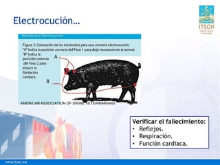 Electrocución…
Verificar el fallecimiento:
• Reflejos.
• Respiración.
• Función cardiaca.
AMERICAN ASSOCIATION OF SWINE VETERINARIANS
 