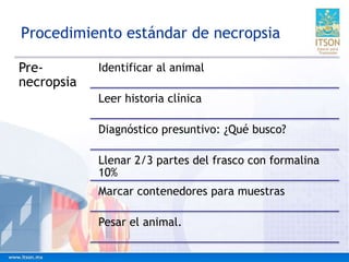 Procedimiento estándar de necropsia
Pre-
necropsia
Identificar al animal
Leer historia clínica
Diagnóstico presuntivo: ¿Qué busco?
Llenar 2/3 partes del frasco con formalina
10%
Marcar contenedores para muestras
Pesar el animal.
 