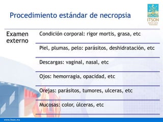 Procedimiento estándar de necropsia
Examen
externo
Condición corporal: rigor mortis, grasa, etc
Piel, plumas, pelo: parásitos, deshidratación, etc
Descargas: vaginal, nasal, etc
Ojos: hemorragia, opacidad, etc
Orejas: parásitos, tumores, ulceras, etc
Mucosas: color, úlceras, etc
 
