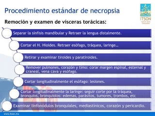 Remoción y examen de vísceras torácicas:
Procedimiento estándar de necropsia
Separar la sínfisis mandibular y Retraer la lengua distalmente.
Cortar el H. Hioides. Retraer esófago, tráquea, laringe…
Retirar y examinar tiroides y paratiroides.
Remover pulmones, corazón y timo: corar margen espinal, esternal y
craneal, vena cava y esófago.
Cortar longitudinalmente el esófago: lesiones.
Cortar longitudinalmente la laringe: seguir corte por la tráquea,
bronquios, bronquiolos: edemas, parásitos, tumores, trombos, etc
Examinar linfonódulos bronquiales, mediastínicos, corazón y pericardio.
 