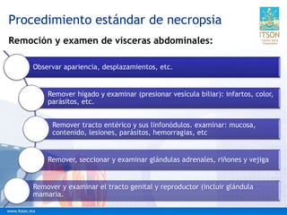 Remoción y examen de vísceras abdominales:
Procedimiento estándar de necropsia
Observar apariencia, desplazamientos, etc.
Remover hígado y examinar (presionar vesícula biliar): infartos, color,
parásitos, etc.
Remover tracto entérico y sus linfonódulos. examinar: mucosa,
contenido, lesiones, parásitos, hemorragias, etc
Remover, seccionar y examinar glándulas adrenales, riñones y vejiga
Remover y examinar el tracto genital y reproductor (incluir glándula
mamaria.
 