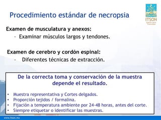 Examen de musculatura y anexos:
– Examinar músculos largos y tendones.
Examen de cerebro y cordón espinal:
– Diferentes técnicas de extracción.
Procedimiento estándar de necropsia
De la correcta toma y conservación de la muestra
depende el resultado.
• Muestra representativa y Cortes delgados.
• Proporción tejidos / formalina.
• Fijación a temperatura ambiente por 24-48 horas, antes del corte.
• Siempre etiquetar o identificar las muestras.
 