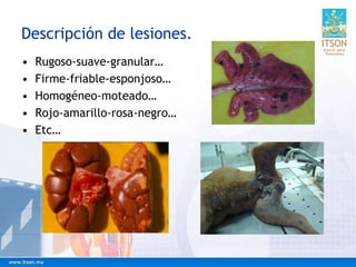 Descripción de lesiones.
• Rugoso-suave-granular…
• Firme-friable-esponjoso…
• Homogéneo-moteado…
• Rojo-amarillo-rosa-negro…
• Etc…
 