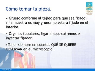 Cómo tomar la pieza.
• Grueso conforme al tejido para que sea fijado;
si la muestra es muy gruesa no estará fijado en el
interior.
• Órganos tubulares, ligar ambos extremos e
inyectar fijador.
•Tener siempre en cuentas QUÉ SE QUIERE
OBSERVAR en el microscopio.
 