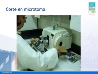 Corte en microtomo
 