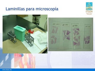 Laminillas para microscopía
 