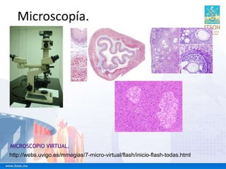 Microscopía.
http://webs.uvigo.es/mmegias/7-micro-virtual/flash/inicio-flash-todas.html
MICROSCOPIO VIRTUAL.
 