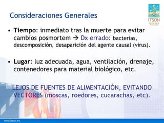 Consideraciones Generales
• Tiempo: inmediato tras la muerte para evitar
cambios posmortem  Dx errado: bacterias,
descomposición, desaparición del agente causal (virus).
• Lugar: luz adecuada, agua, ventilación, drenaje,
contenedores para material biológico, etc.
LEJOS DE FUENTES DE ALIMENTACIÓN, EVITANDO
VECTORES (moscas, roedores, cucarachas, etc).
 