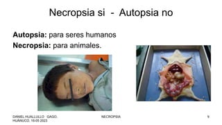 Autopsia: para seres humanos
Necropsia: para animales.
Necropsia si - Autopsia no
DANIEL HUALLULLO GAGO,
HUÁNUCO, 16-05 2023
NECROPSIA 9
 