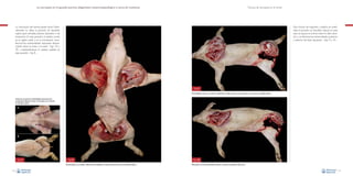 La necropsia en el ganado porcino, diagnóstico anatomopatológico y toma de muestras

Técnica de necropsia en el cerdo

La colocación del animal puede variar. Generalmente se utiliza la posición en decúbito
supino para animales jóvenes (lactantes o de
transición). En esta posición, al realizar cortes
en la región axilar y en la articulación coxofemoral las extremidades reposarán directamente sobre la mesa o el suelo –Figs. 7A y
7B–, mantieniéndose el cadáver estable en
esta posición –Fig. 8–.

Para cerdos de engorde y adultos, es preferible la posición en decúbito lateral; en este
caso, se apoya el animal sobre el lado derecho y se eliminan las extremidades posterior
y anterior del lado izquierdo –Figs. 9 y 10–.

Fig. 9
Extremidades anterior y posterior izquierdas cortadas durante una necropsia con el animal en decúbito lateral.
Zonas de corte de las extremidades anteriores (A)
y posteriores (B) para iniciar la necropsia con el animal
en decúbito supino.

A

B

Fig. 7

Fig. 8
Extremidades ya cortadas y abiertas para estabilizar el apoyo del animal sobre una superficie plana.

18

Fig. 10
Eliminación de las extremidades anterior y posterior izquierdas del animal.
19

 