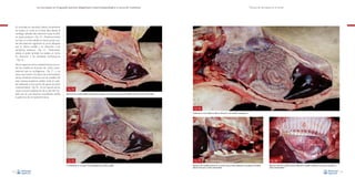 La necropsia en el ganado porcino, diagnóstico anatomopatológico y toma de muestras

Técnica de necropsia en el cerdo

En animales en decúbito lateral, inicialmente
se realiza un corte en la línea alba desde el
cartílago xifoides del esternón hasta la sínfisis isquio-pubiana –Fig. 14–. Posteriormente
se hace un corte desde la misma punta caudal del esternón siguiendo la curva dibujada
por la última costilla y en dirección a las
vértebras torácicas –Fig. 15–. Finalmente,
desde el pubis también se realiza un corte
en dirección a las vértebras lumbosacras
–Fig. 16–.
Para la apertura de la cavidad torácica se cortan las costillas en el punto de unión costoesternal, que es cartilaginosa –Fig. 17–, y se
hace una incisión a la altura de la articulación
de las vértebras torácicas con las costillas. De
esta manera podemos doblar todo el costillar utilizando como punto de apoyo la unión
costovertebral –Fig. 18–. En la mayoría de los
casos, la previa separación de la piel del costado por el cual estamos accediendo facilita
la apertura de la cavidad torácica.

Fig. 14
Apertura de la cavidad abdominal durante la necropsia de un cerdo en posición de decúbito lateral. Corte de la línea alba.

Fig. 16
Finalmente se corta desde el pubis en dirección a las vértebras lumbosacras.

Fig. 15
A continuación se corta por la línea dibujada por la última costilla.
22

Fig. 17
Apertura de la cavidad torácica en un cerdo al que se está realizando la necropsia en decúbito
lateral. Corte por la unión costocondral.

Fig. 18
Apertura total de la cavidad torácica doblando el costillar utilizando como punto de apoyo la
unión costovertebral.
23

 