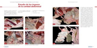 La necropsia en el ganado porcino, diagnóstico anatomopatológico y toma de muestras

Técnica de necropsia en el cerdo

Estudio de los órganos
de la cavidad abdominal
Inicialmente se procede a la extracción del
epiplón conjuntamente con el bazo –Fig. 19–.
Con la finalidad de extraer correctamente el
intestino es conveniente hacer ligaduras
dobles en tres puntos (se realiza el corte
entre los dos nudos):

• A nivel del ligamento duodenocólico
(punto de terminación de la cola del páncreas) –Fig. 20–.

• A nivel del íleon en su desembocadura en
el ciego –Fig. 21–.
• A nivel del recto –Fig. 22–.

Fig. 23
Separación de las asas intestinales cortando el mesenterio y estirando de las mismas.

Fig. 19
Extracción del epiplón conjuntamente con el bazo.

Fig. 21
Ligadura doble al final del íleon, justo antes de su desembocadura en el ciego.
24

En la práctica, por el tiempo que requiere,
no suelen realizarse estas ligaduras. Sin
embargo, en caso de que interese efectuar
aislamiento microbiológico del intestino es
interesante hacerlas (evitamos contaminación de los órganos con contenido intestinal
y mantenemos las heces en un compartimento cerrado). La extracción de las asas
intestinales se suele realizar cortando primero el mesenterio y estirando de las asas
mientras se continúa cortando el mesenterio –Fig. 23–. De esta manera, vamos extrayendo el intestino y separándolo asa por asa.
Una vez hecha esta operación, se cortan las
puntas de las ligaduras antes mencionadas.
Para apreciar cualquier tipo de alteración
intestinal es imprescindible la apertura del
intestino (no es suficiente con la observación de la serosa sola), al menos de una porción representativa de cada tramo. Es necesario valorar el contenido de cada tramo:
color, olor, consistencia, presencia de gas,
espesor de la pared, etc. –Fig. 24–.

Fig. 20
Ligadura doble a la altura del ligamento duodenocólico (aproximadamente 10 cm desde el píloro).

Fig. 22
Ligadura doble en el recto, antes de su entrada en la cavidad pélvica.

Fig. 24
Apertura de distintas asas intestinales para la valoración del color, consistencia y cantidad de contenido intestinal.
25

 