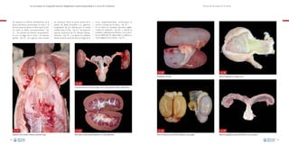 La necropsia en el ganado porcino, diagnóstico anatomopatológico y toma de muestras

Se separan los riñones lateralmente de la
grasa perirrenal, seccionando la vena y la
arteria renal. Se retira el riñón hacia la pelvis unido al uréter correspondiente –Fig.
31–. Se extraen los riñones conjuntamente con la vejiga de la orina y el aparato
genital –Fig. 32– (en algunos casos puede

ser necesario retirar la parte ventral de la
pelvis). Se debe proceder a la apertura
longitudinal de los riñones, por el borde
medial, hasta el hilio –Fig. 33–. Se separa la
cápsula conjuntiva de los riñones (decapsulación) –Fig. 34– y se abren los uréteres
desde la pelvis renal. Se abre la vejiga de la

Técnica de necropsia en el cerdo

orina longitudinalmente continuando el
corte a lo largo de la uretra –Fig. 35–.
En el macho es necesario seccionar sagitalmente los testículos –Fig. 36– y valorar la
próstata y glándulas accesorias, y en la hembra se debe abrir la vagina, útero y realizar un
corte sagital en los ovarios –Fig. 37–.

Fig. 34
Decapsulación del riñón.

Fig. 35
Apertura longitudinal de la vejiga urinaria.

Fig. 32
Conjunto formado por los riñones, vejiga urinaria y aparato genital extraídos conjuntamente.

Fig. 31
Separación de los riñones y uréteres en dirección caudal.
28

Fig. 33
Riñón abierto en dos mitades después de ser cortado sagitalmente.

Fig. 36
Sección del testículo en dos mitades realizando un corte sagital.

Fig. 37
Apertura longitudinal de vagina, cuello uterino y cuernos uterinos.
29

 
