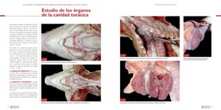 La necropsia en el ganado porcino, diagnóstico anatomopatológico y toma de muestras

Técnica de necropsia en el cerdo

Estudio de los órganos
de la cavidad torácica
Inicialmente se separa la lengua de la mandíbula y se corta en el punto más craneal de
las tonsilas palatinas –Fig. 38–. Una vez cortado el hueso hioides de cada lado, se separan de la musculatura de la base de la lengua,
la laringe, la tráquea y el esófago hasta la
entrada del tórax –Fig. 39–. Entonces, ayudados por una ligera tracción se extraen conjuntamente pulmones y corazón, con la porción torácica de la arteria aorta, la cual se
secciona –Fig. 40–.
El corazón no se debe de separar de los
pulmones. Se abre el pericardio teniendo
en cuenta la presencia de líquidos anormales o adherencias de las hojas pericárdicas
–Fig. 41–. Si se pretende realizar un estudio
microbiológico del líquido pericárdico es
adecuado extraer éste con una jeringa
antes de incidir en la hoja pericárdica externa. La apertura del corazón se realiza
siguiendo la dirección del flujo de la sangre
–Fig. 42–, es decir :

❋

Fig. 40
Fig. 38

Corte de la vena cava caudal y de la arteria aorta para la extracción del aparato respiratorio y del corazón.

Fig. 41
Apertura del pericardio parietal con el objeto de valorar
el color, cantidad y viscosidad del líquido pericárdico.

Corte craneal del paladar blando (flecha) a la altura de las tonsilas (asterisco).

•

CORAZÓN DERECHO. Entrada por
la vena cava caudal
aurícula derecha
válvula atrioventricular derecha (tricúspide)
ventrículo derecho
salida por
la arteria pulmonar.

• CORAZÓN

IZQUIERDO. Entrada
por la vena pulmonar
aurícula derecha
válvula atrioventricular izquierda (mitral)
ventrículo izquierdo
salida por la arteria aorta.
La apertura de los ventrículos cardiacos siempre se realiza haciendo el corte siguiendo la
línea marcada por el tabique interventricular.
Fig. 39
Separación de la musculatura de la base de la lengua, laringe, tráquea y el esófago hasta la entrada del tórax.

30

Fig. 42
Corazón abierto mostrando las paredes ventriculares derecha e izquierda y el tabique interventricular.
31

 