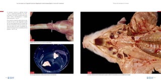 La necropsia en el ganado porcino, diagnóstico anatomopatológico y toma de muestras

Técnica de necropsia en el cerdo

Es necesario examinar la glándula tiroides
–Fig. 47–, la glándula paratiroides y los nódulos linfáticos cervicales craneales (submandibular), medios (retrofaríngeos) y caudales
(preescapulares) –Fig. 48–.
En el pulmón se examina sobre todo el color
(a pesar de que su valor diagnóstico puede
ser muy bajo, especialmente en animales que
han sido encontrados muertos), textura, presencia de edema, de zonas consolidadas, distribución de estas zonas consolidadas, test de
flotación –Fig. 49–, etc.

Fig. 47
Glándula tiroides, situada en la zona craneal de la tráquea (flechas).

Fig. 49
Test de flotación del pulmón en un líquido acuoso. El pulmón normal debe flotar.
34

Fig. 48
Los nódulos linfáticos cervicales craneales, medios y caudales se observan como una cadena en el arco mandibular hacia la escápula.
35

 