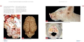 La necropsia en el ganado porcino, diagnóstico anatomopatológico y toma de muestras

Se coloca la cabeza en posición invertida y se
cortan los pares craneales –Fig. 54–. El encéfalo se fija entero –Fig. 55–.

atrofia de cornetes). El corte anterior o posterior a esta posición suele ocasionar graves
problemas de interpretación de lesiones.

Una vez extraído el encéfalo, se procede a
hacer un corte transversal de la región nasal
a la altura del primer premolar –Fig. 56–. El
objetivo de este corte es hacer un estudio
de los cornetes nasales –Fig. 57– para valorar la existencia de lesiones (en especial de

Técnica de necropsia en el cerdo

También es posible hacer primero el corte a
fin de apreciar los cornetes nasales y posteriormente realizar un corte sagital del cráneo, de manera que se obtiene el cerebro
dividido en dos mitades.

Fig. 56
Punto de corte para la valoración de los cornetes nasales. El nivel al que se encuentra el primer premolar suele coincidir con la comisura labial.

Fig. 54
Observación de los pares craneales (flecha) que deben cortarse previamente a la extracción
del encéfalo.
38

Fig. 55
Encéfalo entero una vez extraído de la cavidad craneana.

Fig. 57
Corte ya realizado donde se observan los cornetes nasales.
39

 