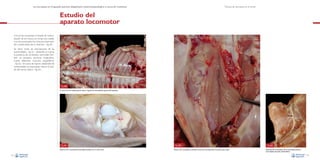 La necropsia en el ganado porcino, diagnóstico anatomopatológico y toma de muestras

Técnica de necropsia en el cerdo

Estudio del
aparato locomotor
Con tal de comprobar el estado de mineralización de los huesos, se rompe una costilla,
una vez seccionados los músculos intercostales a ambos lados de su inserción –Fig. 60–.
Se abren todas las articulaciones de las
extremidades –Fig. 61–, teniendo en cuenta
la presencia de contenidos anormales.También es necesario seccionar longitudinalmente diferentes músculos esqueléticos
–Fig. 62–. En casos de cojeras unilaterales de
extremidades es importante valorar el estado del nervio ciático –Fig. 63–.

Fig. 60
La rotura de una costilla permite valorar el grado de mineralización general del esqueleto.

Fig. 61
Apertura de la articulación femorotibiorrotuliana con un solo corte.
42

Fig. 62
Sección de la musculatura estriada, en este caso corresponde al músculo psoas mayor.

Fig. 63
Disección de la musculatura de la extremidad posterior
con el objeto de poner al descubierto
43

 