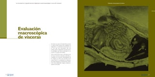 La necropsia en el ganado porcino, diagnóstico anatomopatológico y toma de muestras

Evaluación macroscópica de vísceras

Evaluación
macroscópica
de vísceras
En todos los casos es fundamental conocer
la historia clínica precisa para establecer el
diagnóstico. La evaluación macroscópica no
es mas que otra herramienta que nos
puede ayudar al diagnóstico final del proceso patológico que hemos detectado en un
animal o un grupo de animales.
De la misma forma que la necropsia se ha
de hacer de forma ordenada, sistemática y
completa, en el examen individualizado de
los órganos se tiene que proceder de la
misma forma. A continuación se presenta,
de manera general, un protocolo de evaluación de los diferentes órganos, sistemas y
aparatos del cerdo.

44

45

 