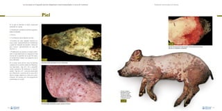 La necropsia en el ganado porcino, diagnóstico anatomopatológico y toma de muestras

Evaluación macroscópica de vísceras

Piel
En la piel se describe la lesión observada
teniendo en cuenta:

• Distribución (simétrica, asimétrica, generalizada, localizada).
• Forma.
• Consistencia (dura, blanda, normal).
• Cambios de color (palidez, ictericia, cia-

nosis, verde –habitualmente en el abdomen
y suele ser indicador de autolisis–, hemorrágico, oscuro –generalmente en caso de
necrosis–).

• Proliferación (se estudia si la lesión sobresale o si está deprimida con respecto al nivel
normal de la superficie de la piel. Por tanto,
es fundamental realizar una palpación de la
zona afectada).
En la mayor parte de los casos las lesiones
cutáneas de los cerdos suelen ser inflamatorias (dermatitis –Figs. 64 y 65–), abscedificantes (presencia de abscesos) o necrotizantes –Figs. 66 y 67– (necrosis producidas
por inflamación y necrosis de los vasos de la
dermis (origen sistémico), o bien por contaminación de heridas por microorganismos
ambientales en la piel).

Fig. 66
Necrosis de la punta de las orejas asociada a la forma sistémica del mal rojo
(infección por Erysipelothrix rhusiopathiae).

Fig. 64
Dermatitis pustular generalizada de causa no determinada.

Necrosis multifocal
generalizada de la piel
asociada a vasculitis
necrotizante sistémica
(síndrome de dermatitis
y nefropatía porcina).

Fig. 65

Fig. 67

Dermatitis papular generalizada asociada a picaduras de insectos.
46

47

 