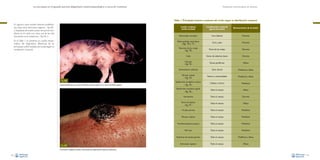 La necropsia en el ganado porcino, diagnóstico anatomopatológico y toma de muestras

Evaluación macroscópica de vísceras

Tabla 1. Principales lesiones cutáneas del cerdo según su distribución corporal.
En algunos casos existen lesiones proliferativas (caso de la dermatosis vegetans –Fig. 68–
y neoplasias de la piel; a pesar de que las neoplasias en el cerdo son raras, una de las más
frecuentes es el melanoma –Fig. 69–).

Lesión cutánea
(enfermedad)

Demarcación de la lesión

Estomatitis necrótica

Cara (labios)

Discreta

Cara y pies

Discreta

Punta de las orejas

Discreta

Zonas de salientes óseos

Discreta

Zonas periféricas

Difusa

Zona dorsal

Multifocal a difusa

Vientre y extremidades

Multifocal a difusa

Cabeza y tronco

Multifocal

Todo el cuerpo

Difusa

Todo el cuerpo

Discreta

Todo el cuerpo

Difusa

Viruela porcina

Todo el cuerpo

Multifocal

Micosis cutánea

Todo el cuerpo

Multifocal

Trombocitopenia púrpura

Todo el cuerpo

Multifocal

Mal rojo

Todo el cuerpo

Multifocal

Síndrome de estrés porcino

En la Tabla 1 se presenta un cuadro esquemático del diagnóstico diferencial de las
principales enfermedades de la piel, según su
localización corporal.

Localización corporal
(generalmente)

Todo el cuerpo

Multifocal a difusa

Dermatosis vegetans

Todo el cuerpo

Difusa

Enfermedades vesiculares

–Figs. 70 y 71–
Necrosis de las orejas

–Fig. 72–
Callo
Cianosis

–Fig. 73–
Quemaduras cutáneas
Ptiriasis rosada

–Fig. 74–
Fig. 68
Lesiones proliferativas en la piel de distintas zonas del cuerpo en un caso de dermatosis vegetans.

Epidermitis exudativa crónica

–Fig. 75–
Epidermitis exudativa aguda

–Fig. 76–
Hematoma
Sarna sarcóptica

–Fig. 77–

Fig. 69
Crecimiento neoplásico cutáneo caracterizado por pigmentación negruzca (melanoma).
48

49

 