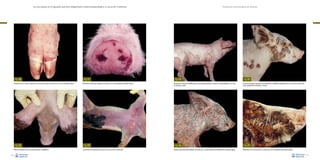 La necropsia en el ganado porcino, diagnóstico anatomopatológico y toma de muestras

Fig. 70
Presencia de una úlcera cutánea en la zona del rodete coronario en un caso de fiebre aftosa.

Fig. 72
Necrosis bilateral de las orejas asociada a canibalismo.
50

Fig. 71
Presencia de úlceras cutáneas en la jeta de un cerdo afectado de fiebre aftosa.

Fig. 73
Coloración rojo-azulada de la piel en la zona ventral (cianosis).

Evaluación macroscópica de vísceras

Fig. 74
Presencia de lesiones proliferativas en piel, especialmente en vientre y extremidades en un caso
de ptiriasis rosada.

Fig. 76
Aspecto grasiento generalizado de la piel de un cerdo afectado de epidermitis exudativa aguda.

Fig. 75
Costras de aspecto grasiento de distribución multifocal, especialmente en el tercio anterior del
cerdo (epidermitis exudativa crónica).

Fig. 77
Afectación muy marcada de un cerdo por sarna sarcóptica (Sarcoptes scabiei).
51

 