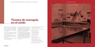 La necropsia en el ganado porcino, diagnóstico anatomopatológico y toma de muestras

Técnica de necropsia en el cerdo

Técnica de necropsia
en el cerdo
La realización de una necropsia no supone
grandes complicaciones en general; de
todas las maneras, si se quieren establecer
conclusiones válidas, se necesita proceder
en un determinado orden y de acuerdo
con un método.

• Necropsia completa; hay que evitar dejar

De hecho, existen diferentes procedimientos para hacer una necropsia, aunque todos
compartan factores comunes;

En términos generales, la búsqueda de lesiones de manera preconcebida es perjudicial
cuando se trata de valorar los resultados de
una necropsia; habitualmente el prosector se
precipita en la realización de la necropsia,
extrayendo inicialmente los órganos que
cree que han de estar afectados, prescindiendo del resto.

• Necropsia sistemática; hace falta utilizar un
sistema, y aplicarlo de la misma manera en
todos los casos.
• Necropsia ordenada; es necesario seguir
un orden en su realización.

partes u órganos del animal sin examinar.
Probablemente esta es la parte que, con
cierta frecuencia, no se realiza adecuadamente, existiendo una gran tendencia a la
realización de “necropsias parciales”.

El esquema general de una necropsia tiene
que incluir los siguientes pasos:
1. Preparación y examen externo del cadáver.
2. Apertura del cadáver.
3. Estudio de los órganos
de la cavidad abdominal.
4. Estudio de los órganos
de la cavidad torácica.
5. Estudio de la cabeza.
6. Estudio de los nódulos linfáticos
y de la médula ósea.
7. Estudio del aparato locomotor
(huesos, articulaciones y músculos).
A continuación se describe con detalle la
técnica de necropsia en el cerdo.

12

13

 
