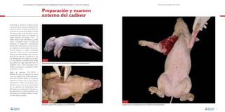 La necropsia en el ganado porcino, diagnóstico anatomopatológico y toma de muestras

Técnica de necropsia en el cerdo

Preparación y examen
externo del cadáver
Inicialmente es necesario constatar el grado
y extensión de los cambios cadavéricos, los
cuales nos darán una información aproximada del tiempo transcurrido desde la muerte
del animal y, sobre todo, del estado de descomposición del cadáver. Los cadáveres en
estado avanzado de autoslisis –Fig. 1– no
suelen ofrecer mucha información y pueden
inducir a confusión cuando se tenga que
establecer el diagnóstico macroscópico
(resulta difícil determinar si se trata de cambios debidos a la enfermedad o bien al proceso de autolisis). La muestra considerada
ideal es el cerdo vivo, en el cual podemos
observar la sintomatología clínica que presenta (da una idea de si se trata de un animal representativo del problema de la granja o no). Además, es posible extraer sangre
para determinar algún parámetro sérico o
sanguíneo –Fig. 2–. Para la necropsia, se procedería a la eutanasia y al sangrado inmediato del animal –Fig. 3–.

Fig. 1
Estado avanzado de autolisis (manchas de color verde oscuro en abdomen) en un lechón recién nacido.

Según las directivas 93/119/CEE y
86/609/CEE, tanto los animales de abasto
como los utilizados para experimentación u
otros fines científicos deben ser sacrificados
utilizando un método que no cause dolor ni
sufrimiento. El método de eutanasia recomendado para cerdos es la administración
de una sobredosis de pentobarbital sódico
(80 mg/kg) por vía parenteral (intravenosa o
intraperitoneal). Los cerdos sacrificados por
este sistema no se deben destinar al consumo bajo ningún concepto.

Fig. 2
Extracción de sangre de la Vena Cava Anterior en un cerdo de transición.
14

Fig. 3
Sangrado del animal con el objeto de que la sangre no interfiera en la interpretación lesional.
15

 