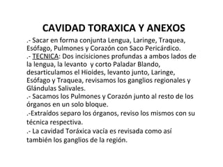 CAVIDAD TORAXICA Y ANEXOS .- Sacar en forma conjunta Lengua, Laringe, Traquea, Esófago, Pulmones y Corazón con Saco Pericárdico. .-  TECNICA : Dos incisiciones profundas a ambos lados de la lengua, la levanto  y corto Paladar Blando, desarticulamos el Hioides, levanto junto, Laringe, Esófago y Traquea, revisamos los ganglios regionales y Glándulas Salivales. .- Sacamos los Pulmones y Corazón junto al resto de los órganos en un solo bloque.  .-Extraídos separo los órganos, reviso los mismos con su técnica respectiva. .- La cavidad Toráxica vacía es revisada como así también los ganglios de la región. 