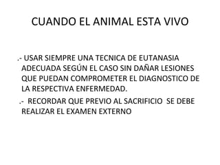CUANDO EL ANIMAL ESTA VIVO .- USAR SIEMPRE UNA TECNICA DE EUTANASIA ADECUADA SEGÚN EL CASO SIN DAÑAR LESIONES QUE PUEDAN COMPROMETER EL DIAGNOSTICO DE LA RESPECTIVA ENFERMEDAD. .-  RECORDAR QUE PREVIO AL SACRIFICIO  SE DEBE REALIZAR EL EXAMEN EXTERNO 