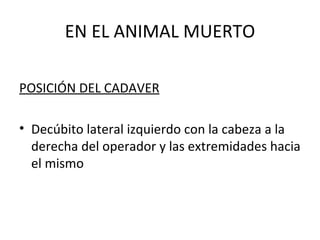 EN EL ANIMAL MUERTO POSICIÓN DEL CADAVER Decúbito lateral izquierdo con la cabeza a la derecha del operador y las extremidades hacia el mismo 