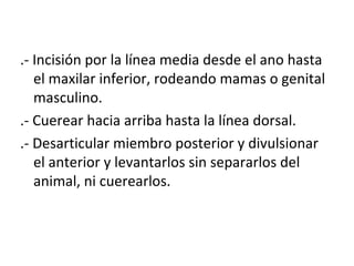 .- Incisión por la línea media desde el ano hasta el maxilar inferior, rodeando mamas o genital masculino. .- Cuerear hacia arriba hasta la línea dorsal. .- Desarticular miembro posterior y divulsionar el anterior y levantarlos sin separarlos del animal, ni cuerearlos. 