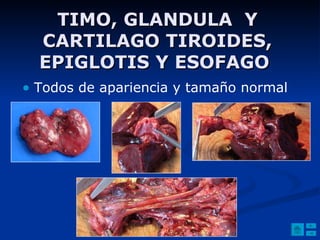 TIMO, GLANDULA  Y CARTILAGO TIROIDES, EPIGLOTIS Y ESOFAGO   Todos de apariencia y tamaño normal 