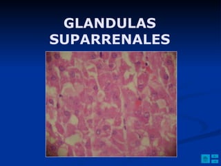 GLANDULAS SUPARRENALES 