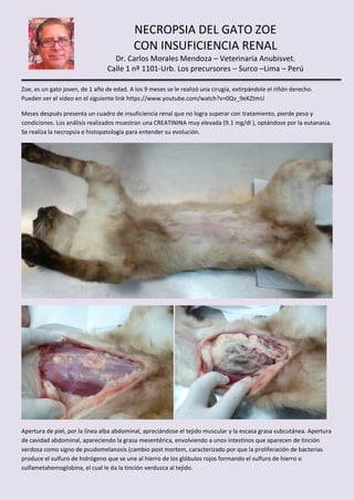 NECROPSIA DEL GATO ZOE
CON INSUFICIENCIA RENAL
Dr. Carlos Morales Mendoza – Veterinaria Anubisvet.
Calle 1 nº 1101-Urb. Los precursores – Surco –Lima – Perú
Zoe, es un gato joven, de 1 año de edad. A los 9 meses se le realizó una cirugía, extirpándole el riñón derecho.
Pueden ver el video en el siguiente link https://www.youtube.com/watch?v=0Qv_9eKZtmU
Meses después presenta un cuadro de insuficiencia renal que no logra superar con tratamiento, pierde peso y
condiciones. Los análisis realizados muestran una CREATININA muy elevada (9.1 mg/dl ), optándose por la eutanasia.
Se realiza la necropsia e histopatología para entender su evolución.
Apertura de piel, por la línea alba abdominal, apreciándose el tejido muscular y la escasa grasa subcutánea. Apertura
de cavidad abdominal, apareciendo la grasa mesentérica, envolviendo a unos intestinos que aparecen de tinción
verdosa como signo de psudomelanosis (cambio post mortem, caracterizado por que la proliferación de bacterias
produce el sulfuro de hidrógeno que se une al hierro de los glóbulos rojos formando el sulfuro de hierro o
sulfametahemoglobina, el cual le da la tinción verduzca al tejido.
 