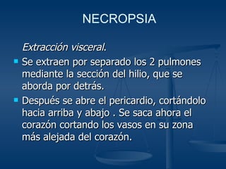Extracción visceral .  Se extraen por separado los 2 pulmones mediante la sección del hilio, que se aborda por detrás. Después se abre el pericardio, cortándolo hacia arriba y abajo . Se saca ahora el corazón cortando los vasos en su zona más alejada del corazón. NECROPSIA 