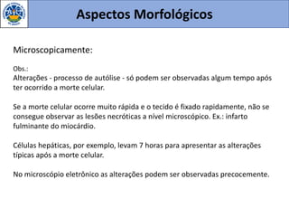 Aspectos Morfológicos
Microscopicamente:
Obs.:
Alterações - processo de autólise - só podem ser observadas algum tempo após
ter ocorrido a morte celular.
Se a morte celular ocorre muito rápida e o tecido é fixado rapidamente, não se
consegue observar as lesões necróticas a nível microscópico. Ex.: infarto
fulminante do miocárdio.
Células hepáticas, por exemplo, levam 7 horas para apresentar as alterações
típicas após a morte celular.
No microscópio eletrônico as alterações podem ser observadas precocemente.
 