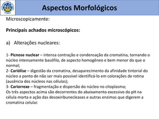Aspectos Morfológicos
Microscopicamente:
Principais achados microscópicos:
a) Alterações nucleares:
1- Picnose nuclear – intensa contração e condensação da cromatina, tornando o
núcleo intensamente basófilo, de aspecto homogêneo e bem menor do que o
normal;
2- Cariólise – digestão da cromatina, desaparecimento da afinidade tintorial do
núcleo a ponto de não ser mais possível identificá-lo em colorações de rotina
(ausência dos núcleos nas células);
3- Cariorrexe – fragmentação e dispersão do núcleo no citoplasma;
Os três aspectos acima são decorrentes do abaixamento excessivo do pH na
célula morta e ação das desoxiribunecleases e outras enzimas que digerem a
cromatina celular.
 