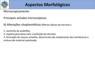 Aspectos Morfológicos
Microscopicamente:
Principais achados microscópicos:
b) Alterações citoplasmáticas (Menos típicas da necrose.):
1- aumento da acidofilia;
2- aspecto granuloso com a evolução da necrose;
3- formação de massas amorfas, decorrentes do rompimento das membranas e
mistura do material autolisado.
 