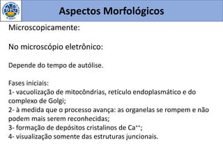Aspectos Morfológicos
Microscopicamente:
No microscópio eletrônico:
Depende do tempo de autólise.
Fases iniciais:
1- vacuolização de mitocôndrias, retículo endoplasmático e do
complexo de Golgi;
2- à medida que o processo avança: as organelas se rompem e não
podem mais serem reconhecidas;
3- formação de depósitos cristalinos de Ca++;
4- visualização somente das estruturas juncionais.
 