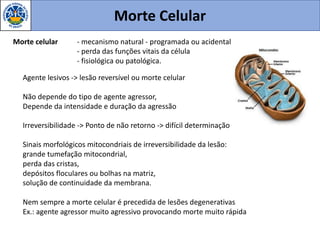 Morte Celular
Agente lesivos -> lesão reversível ou morte celular
Não depende do tipo de agente agressor,
Depende da intensidade e duração da agressão
Irreversibilidade -> Ponto de não retorno -> difícil determinação
Sinais morfológicos mitocondriais de irreversibilidade da lesão:
grande tumefação mitocondrial,
perda das cristas,
depósitos floculares ou bolhas na matriz,
solução de continuidade da membrana.
Nem sempre a morte celular é precedida de lesões degenerativas
Ex.: agente agressor muito agressivo provocando morte muito rápida
Morte celular - mecanismo natural - programada ou acidental
- perda das funções vitais da célula
- fisiológica ou patológica.
 